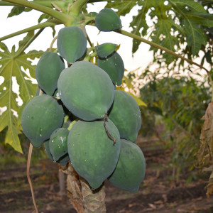 Greenery at Gokul