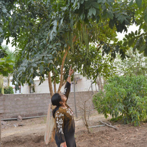 Greenery at Gokul