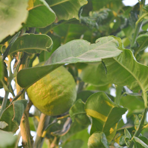 Greenery at Gokul