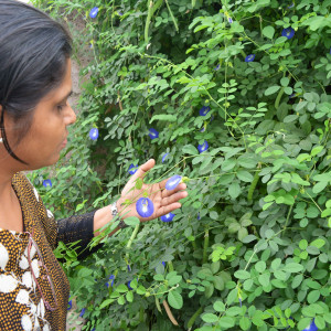 Greenery at Gokul