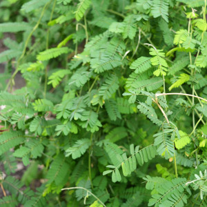 Greenery at Gokul