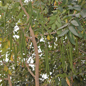 Greenery at Gokul