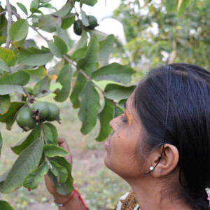 Greenery at Gokul